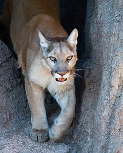 Puma (genus) - Alchetron, The Free Social Encyclopedia