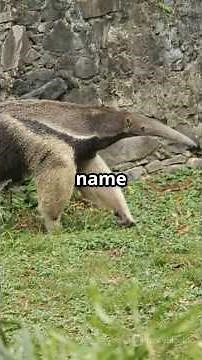 Anteaters; Nature's Quiet and Unique Predators#antieaters #animals #ai