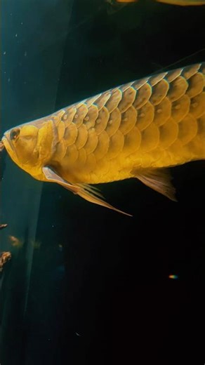 The Florida Aquarium- Golden Arowana