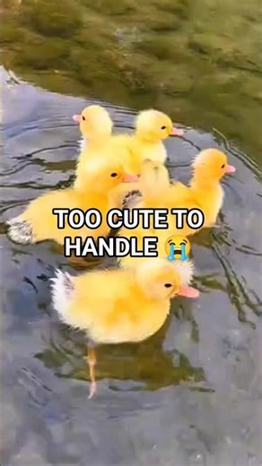 These baby ducks are too cute 🥺🦆
