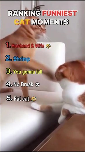 Ranking Funniest Cat Moments #shorts #catfails