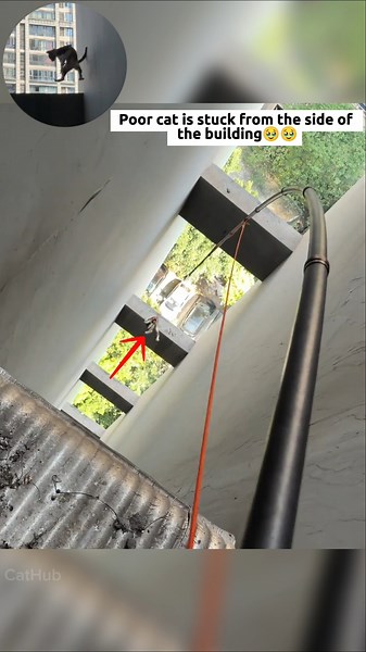 The cat is stuck from the side of the building for days