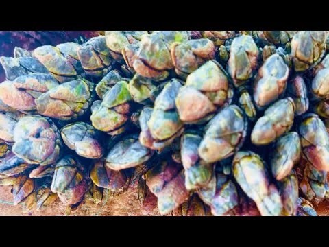 Barnacles removal - satisfying cleanup