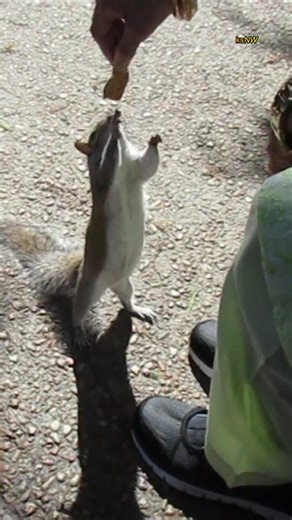 Feeding Squirrel #trending #animalshorts