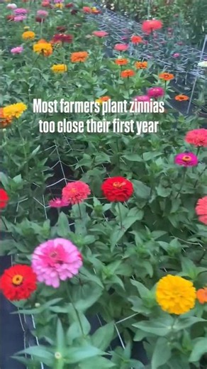 #1169 #Houseplants #Zinnia | Zinnias | Zinnia Theme | Zinnia Flower | Zinnia Plant | Zinia | Cynie