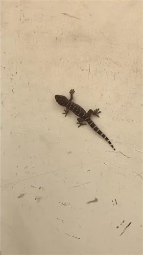 lizard video 😈#timelapse