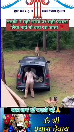 लड़की बाघ से बच गई 🙆 shyam shorts 👍#ytshorts #shyam #khatu #viral #shorts #tranding #khatushyam