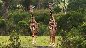 Metro by T-Mobile TV Spot, 'Giraffes' Song by Usher