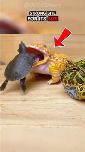 This Frog Eats Mice, Birds… and Even Other Frogs!🐸