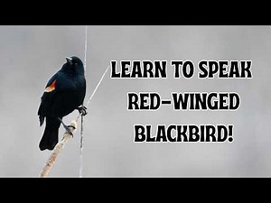 What do the songs and calls of Red-winged Blackbirds mean?