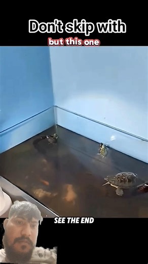 While Others Stayed Calm… This Turtle Became a Ninja 🐢🥷