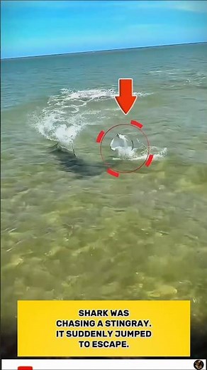 How Did the Stingray Escape This Shark? #animals #moments #shorts