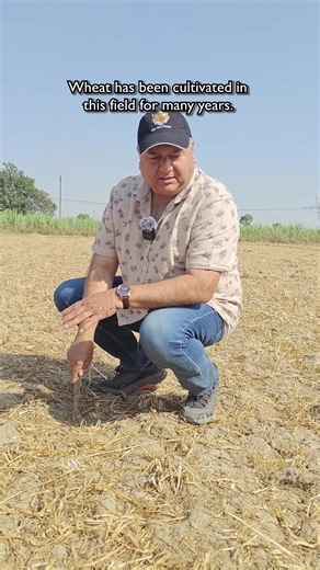 Chemical fertilizers: Suffocating soil fertility, leaving barren fields behind. #peepalbaba #soilhealth #chemicalfertilizers #DAP #urea #agriculture #peepalbabasays #sustainablefarming #afforestation #soildegradation #peepalbabafoundation | Peepal Baba