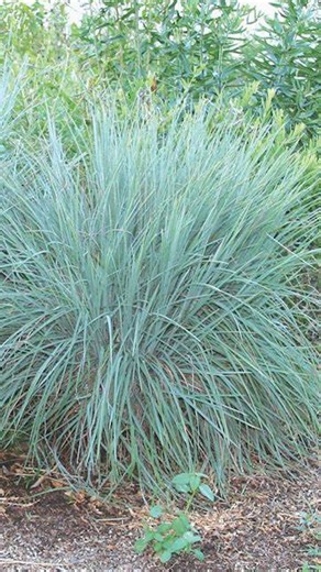 EXCITING NEWS: NATIVE SEED LIBRARY NOW OPEN! GET YOUR FREE SEEDS TODAY! Stop by the Main Library (215 N. Main St.) and grab up to 3 seed packets to kickstart your native garden adventure! Why should you be THRILLED about native plants? Because they're AMAZING: You'll help PRESERVE irreplaceable local plant varieties that might otherwise vanish forever from our landscapes! These plants are CHAMPIONS at thriving in our local climate - they need WAY LESS water and maintenance once established! Watc