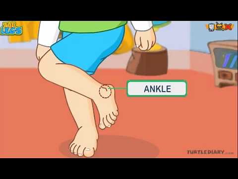 Learn the Parts of the Body | THE LEG | *COOL* Science for Kids