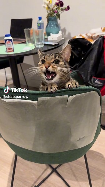 Funny Cat Conversation - Adorable Cats Meowing and Playing