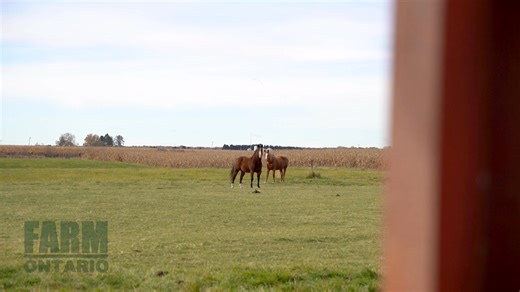 📍15859 Talbot Trail, Muirkirk ON 💲$1,599,000 🌱A peaceful 100 acre farm with a solid home, and a variety of outbuildings, perfect for those seeking country living! 👉 100 acres total with 67 workable acres of productive farmland 👉 Bright, well-kept home set back from the road for privacy and quiet 👉 Spacious main floor with large kitchen, main floor bedroom, and unfinished basement for future potential 👉 Multiple outbuildings including a barn with box stalls, old hog barn, corn crib, and Qu