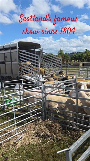 Thousands of Sheep at Haddington Agricultural Show 🐑🇬🇧 #shorts #sheeplove #uk #scotland #farm