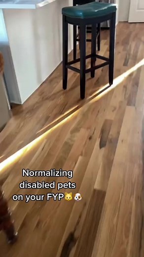 20K views · 941 reactions | Cappy cant stop lol. Normalizing disabled pets on your fyp #lol #pets | Katie Beth Miedaner Fan | Facebook