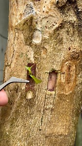 218K views · 943 reactions | How to use budding technique for plants trees. #budding #plants #garden #tree | Cha Garden | Facebook