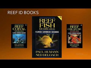 Florida's Coral Reef Webinar Series: Reef Fish Identification - Part Two