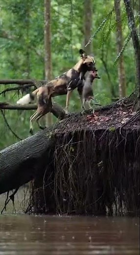 Wild Dog's Ingenious River Hunt: Adaptation Masterclass #wilddog #nature #wildlife