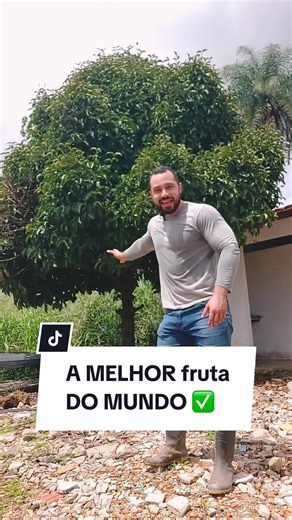 Mangostão: Uma das Melhores Frutas do Mundo