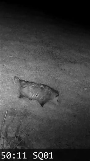 Possum in the yard