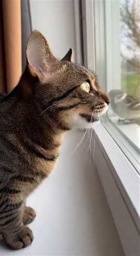 Why Your Cat Chirps at Birds