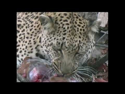 Leopard Impala - eaten whole