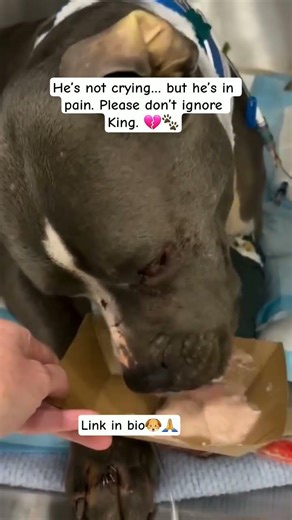 He Should Be Dreaming… Instead He’s Fighting for His Life 🐶💔