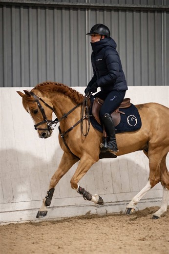 Exceptional Pony for Sale: Konquistador van Orchids