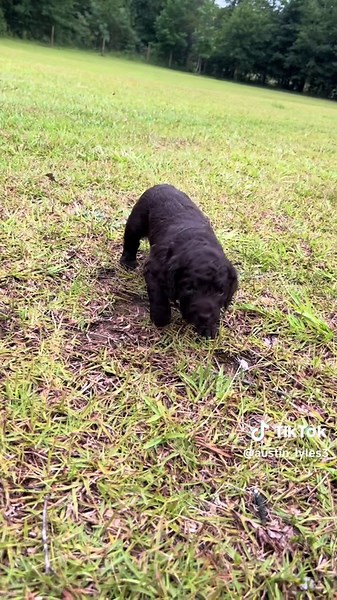 Boykin Spaniel: The Perfect Hunting Companion