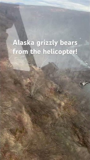 Alaska! Grizzly bears from the helicopter! #adventure #wildlife #helicopter #animals #fly