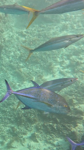 Swimming alongside a school of majestic bluefin trevally in crystal clear waters! 🌊🐟✨ An unforgettable underwater adventure. 💙 | Strick & Fran