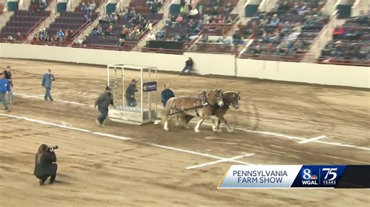 Pony pulling contest at Farm Show displays horses' phenomenal power