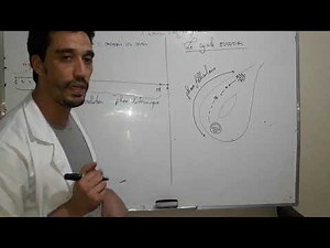 La reproduction sexuée chez l'homme: le cycle menstruel ovarien et utérin