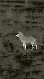 Hunting Coyotes w/ $5,000 Thermal Scope (Night Vision) | Compilation #2024 #shooting