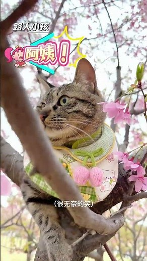 Toad's Tree Adventure: Unleashing Nature's Fun