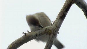 Galapagos Finch Evolution — HHMI BioInteractive Video