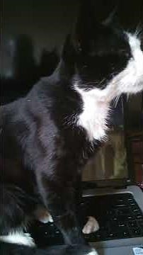 Funny Cat Typing on laptop computer Keyboard