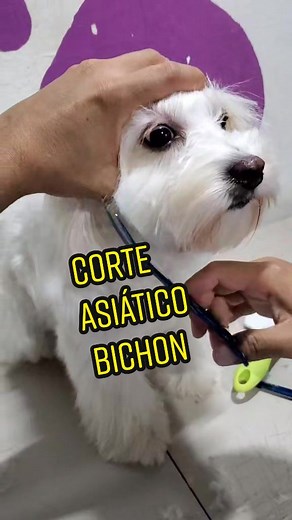 Corte Asiático Bichon Frise: Tips and Techniques