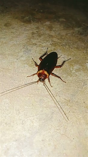 Cute cockroach #shorts #viral #insects #bug #usa