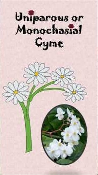 Inflorescence types cyme #biology #botany #lifescience #science