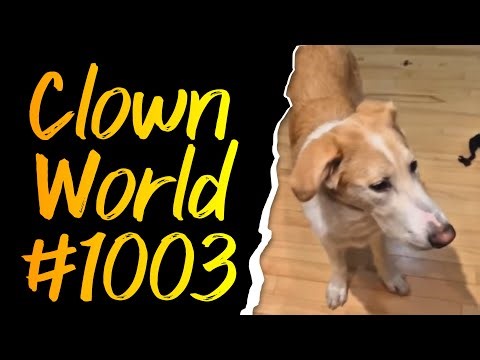 DinDu Nuffin | Watch Your Back | One Party Gov | Doggos | Clown World #1003