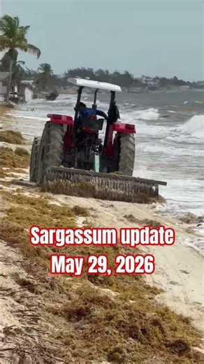 COSTA MUJERES SARGASSUM UPDATE | RIU Resorts Begin Beach Cleanup Operations