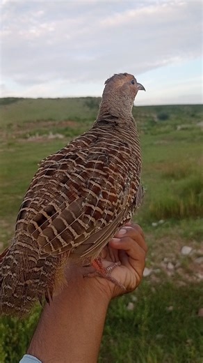 cute bird sounds #francolinvoice #teetarawaz #teetarkiawaz