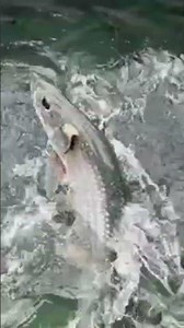 LIVE Tarpon Feeding at Robbie’s 🐟🌴 | Island Flow