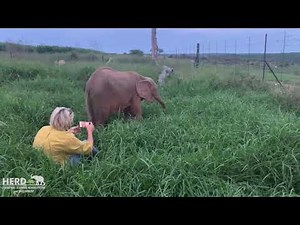 Altogether: baby elephant Khanyisa, Lammie & Adine at the nursery 🐘💖🐑