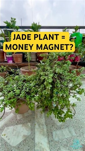 SHOCKING JADE PLANT BENEFITS!